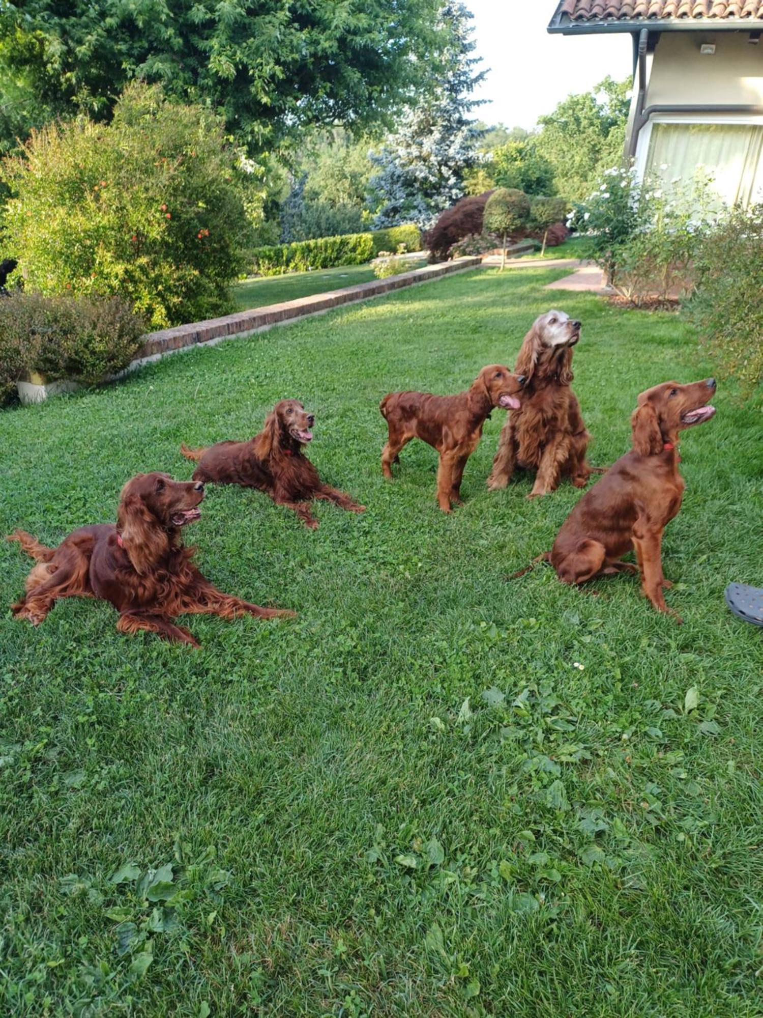 Tenuta Degli Angeli Rossi Asti Luaran gambar